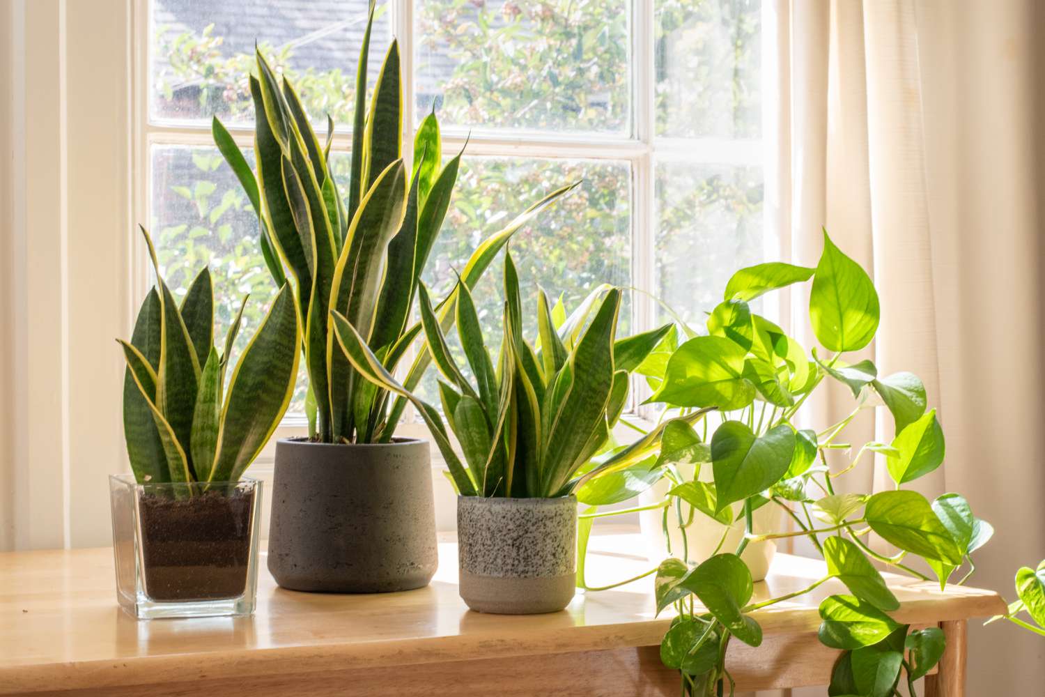 snake plant flower