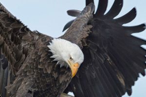 hancock bird